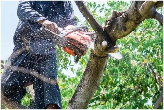 tree services Pottstown